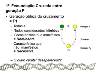 1º Fecundação Cruzada entre
geração P
• Geração obtida do cruzamento
= F1
– Todas =
– Todos considerados híbridos
– Característica que manifestou
= Dominante
– Característica que
não manifestou
= Recessiva.
– O outro caráter desapareceu??
 