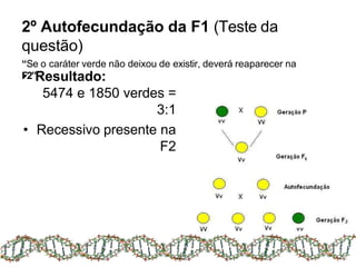 2º Autofecundação da F1 (Teste da
questão)
“Se o caráter verde não deixou de existir, deverá reaparecer na
F2”
• Resultado:
5474 e 1850 verdes =
3:1
• Recessivo presente na
F2
 