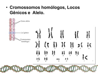 • Cromossomos homólogos, Locos
Gênicos e Alelo.
 