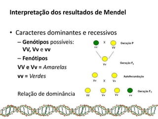 Interpretação dos resultados de Mendel
• Caracteres dominantes e recessivos
– Genótipos possíveis:
VV, Vv e vv
– Fenótipos
VV e Vv = Amarelas
vv = Verdes
Relação de dominância
 
