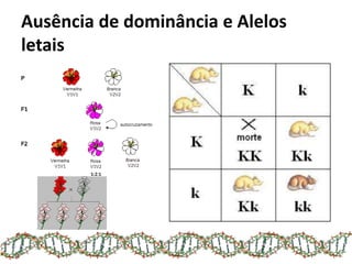 Ausência de dominância e Alelos
letais
 