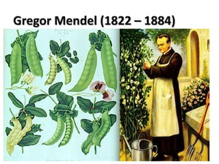 Gregor Mendel (1822 – 1884)
 
