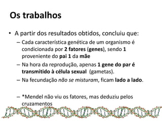 Os trabalhos
• A partir dos resultados obtidos, concluiu que:
– Cada característica genética de um organismo é
condicionada por 2 fatores (genes), sendo 1
proveniente do pai 1 da mãe
– Na hora da reprodução, apenas 1 gene do par é
transmitido à célula sexual (gametas).
– Na fecundação não se misturam, ficam lado a lado.
– *Mendel não viu os fatores, mas deduziu pelos
cruzamentos
 