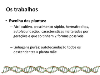 Os trabalhos
• Escolha das plantas:
– Fácil cultivo, crescimento rápido, hermafroditas,
autofecundação, características inalteradas por
gerações e que só tinham 2 formas possíveis.
– Linhagens puras: autofecundação todos os
descendentes = planta mãe
 