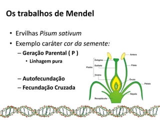 • Ervilhas Pisum sativum
• Exemplo caráter cor da semente:
– Geração Parental ( P )
• Linhagem pura
– Autofecundação
– Fecundação Cruzada
Os trabalhos de Mendel
 