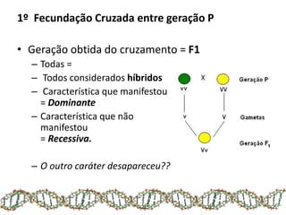 1º Fecundação Cruzada entre geração P
• Geração obtida do cruzamento = F1
– Todas =
– Todos considerados híbridos
– Característica que manifestou
= Dominante
– Característica que não
manifestou
= Recessiva.
– O outro caráter desapareceu??
 