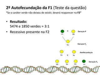 2º Autofecundação da F1 (Teste da questão)
“Se o caráter verde não deixou de existir, deverá reaparecer na F2”
• Resultado:
5474 e 1850 verdes = 3:1
• Recessivo presente na F2
 