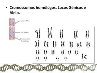 • Cromossomos homólogos, Locos Gênicos e
Alelo.
 