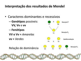 Interpretação dos resultados de Mendel
• Caracteres dominantes e recessivos
– Genótipos possíveis:
VV, Vv e vv
– Fenótipos...