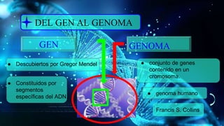 DEL GEN AL GENOMA
GEN GENOMA
● Descubiertos por Gregor Mendel ● conjunto de genes
contenido en un
cromosoma.
● Constituidos por
segmentos
específicas del ADN.
● genoma humano
Francis S. Collins
 