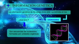 INFORMACIÓN GENÉTICA
La información genética de los seres vivos está comprimida en los
CROMOSOMAS¿Que son ?
Son secuencias de nucleótidos,
formadas por unidades orgánicas
 