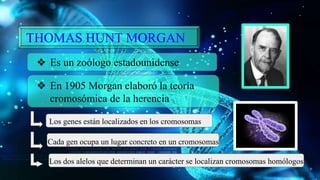 THOMAS HUNT MORGAN
❖ Es un zoólogo estadounidense
❖ En 1905 Morgan elaboró la teoría
cromosómica de la herencia
Los genes están localizados en los cromosomas
Cada gen ocupa un lugar concreto en un cromosomas
Los dos alelos que determinan un carácter se localizan cromosomas homólogos.
 