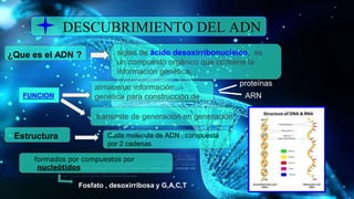 DESCUBRIMIENTO DEL ADN
¿Que es el ADN ? siglas de ácido desoxirribonucleico, es
un compuesto orgánico que contiene la
información genética.
FUNCION
almacenar información
genética para construcción de
proteínas
ARN
transmite de generación en generación
Estructura Cada molécula de ADN : compuesta
por 2 cadenas
formados por compuestos por
nucleótidos
Fosfato , desoxirribosa y G,A,C,T
 