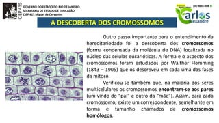GOVERNO DO ESTADO DO RIO DE JANEIRO
SECRETARIA DE ESTADO DE EDUCAÇÃO
CIEP 415 Miguel de Cervantes
A DESCOBERTA DOS CROMOSSOMOS
Outro passo importante para o entendimento da
hereditariedade foi a descoberta dos cromossomos
(forma condensada da molécula de DNA) localizada no
núcleo das células eucarióticas. A forma e o aspecto dos
cromossomos foram estudados por Walther Flemming
(1843 – 1905) que os descreveu em cada uma das fases
da mitose.
Verificou-se também que, na maioria dos seres
multicelulares os cromossomos encontram-se aos pares
(um vindo do “pai” e outro da “mãe”). Assim, para cada
cromossomo, existe um correspondente, semelhante em
forma e tamanho chamados de cromossomos
homólogos.
 
