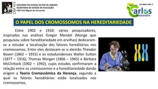 GOVERNO DO ESTADO DO RIO DE JANEIRO
SECRETARIA DE ESTADO DE EDUCAÇÃO
CIEP 415 Miguel de Cervantes
O PAPEL DOS CROMOSSOMOS NA HEREDITARIEDADE
Entre 1902 e 1910, vários pesquisadores,
inspirados nas análises Gregor Mendel (Monge que
pesquisou sobre hereditariedade em ervilhas) dedicaram-
se a estudar a localização dos fatores hereditários nos
cromossomos. Entre eles destacam-se o alemão Theodor
Boveri (1862 – 1915) e os estadunidenses Walter Sutton
(1877 – 1916), Thomas Morgan (1866 – 1945) e Bárbara
McClintock (1902 – 1992), cujos estudos confirmaram a
relação entre os cromossomos e a hereditariedade dando
origem a Teoria Cromossômica da Herança, segundo a
qual os fatores hereditários estão localizados nos
cromossomos.
 