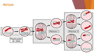 Meiose
 