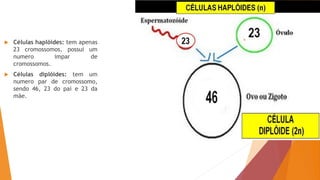  Células haplóides: tem apenas
23 cromossomos, possui um
numero impar de
cromossomos.
 Células diplóides: tem um
numero par de cromossomo,
sendo 46, 23 do pai e 23 da
mãe.
 