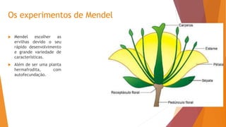 Os experimentos de Mendel
 Mendel escolher as
ervilhas devido o seu
rápido desenvolvimento
e grande variedade de
características.
 Além de ser uma planta
hermafrodita, com
autofecundação.
 