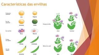 Características das ervilhas
 