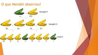 O que Mendel observou!
 