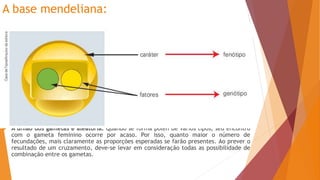 A base mendeliana:
 Os fatores que determinam cada caráter são pares. O caráter altura da planta, por
exemplo, tem um fator que influencia a baixa estatura e outro que influencia a alta
estatura. Três combinações são possíveis: dois fatores para altura normal (AA), dois
fatores para nanismo da planta (aa) e um fator para cada tipo (Aa).
 Existe dominância e recessividade dos fatores e dos caracteres. Quando dois fatores
diferentes estão presentes no mesmo indivíduo, apenas um deles, dito dominante,
determina seu efeito no caráter. Se ambos os fatores que influenciam a altura da planta
estão presentes na mesma semente, e aquele que determina a estatura normal, ao
redor de do is metros, se manifesta, a planta será alta, ou seja, se manifestará o
caráter dominante.
 Os pares de fatores se separam na formação dos gametas. Embora os fatores estejam
em pares nos indivíduos, eles viajam sozinhos nos gametas. Os gametas de uma
linhagem pura têm apenas um tipo de fator, mas os indivíduos híbridos produzem dois
tipos de gametas.
 A união dos gametas é aleatória. Quando se forma pólen de vários tipos, seu encontro
com o gameta feminino ocorre por acaso. Por isso, quanto maior o número de
fecundações, mais claramente as proporções esperadas se farão presentes. Ao prever o
resultado de um cruzamento, deve-se levar em consideração todas as possibilidade de
combinação entre os gametas.
 