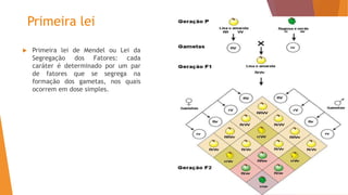 Primeira lei
 Primeira lei de Mendel ou Lei da
Segregação dos Fatores: cada
caráter é determinado por um par
de fatores que se segrega na
formação dos gametas, nos quais
ocorrem em dose simples.
 