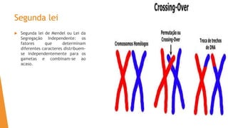 Segunda lei
 Segunda lei de Mendel ou Lei da
Segregação Independente: os
fatores que determinam
diferentes caracteres distribuem-
se independentemente para os
gametas e combinam-se ao
acaso.
 