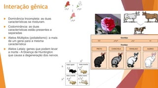 Interação gênica
 Dominância Incompleta: as duas
características se misturam.
 Codominância: as duas
características estão presentes e
separadas
 Alelos Múltiplos (polialelismo): a mais
de um gene para a mesma
característica
 Alelos Letais: genes que podem levar
a morte - A Doença de Huntington
que causa a degeneração dos nervos
 