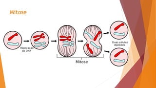 Mitose
 