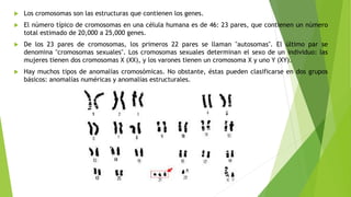  Los cromosomas son las estructuras que contienen los genes.
 El número típico de cromosomas en una célula humana es de ...