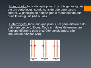 Homozigoto: Indivíduo que possui os dois genes iguais
em um certo lócus, sendo considerado puro para o
caráter. O genótipo do homozigoto é representado por
duas letras iguais (AA ou aa).
Heterozigoto: Indivíduo que possui um gene diferente do
outro em um certo lócus. Cada um deles determina um
fenótipo diferente para o caráter considerado; são
impuros ou híbridos (Aa).
http://www.virtual.epm.br/cursos/genetica/htm/defini.htm
 