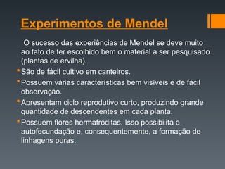 Experimentos de Mendel
O sucesso das experiências de Mendel se deve muito
ao fato de ter escolhido bem o material a ser pesquisado
(plantas de ervilha).
São de fácil cultivo em canteiros.
Possuem várias características bem visíveis e de fácil
observação.
Apresentam ciclo reprodutivo curto, produzindo grande
quantidade de descendentes em cada planta.
Possuem flores hermafroditas. Isso possibilita a
autofecundação e, consequentemente, a formação de
linhagens puras.
 