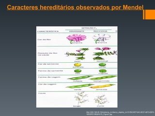 Caracteres hereditários observados por Mendel
http://200.198.28.154/sistema_crv/banco_objetos_crv/%7BC43FF3AC-6E37-4873-B3FA-
183C6FE15B3A%7D_Figura1.jpg
 