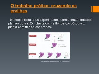 O trabalho prático: cruzando as
ervilhas
Mendel iniciou seus experimentos com o cruzamento de
plantas puras. Ex: planta com a flor de cor púrpura x
planta com flor de cor branca.
http://einsteins43.blogspot.com/2009_01_01_archive.html
 