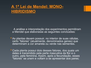 A 1ª Lei de Mendel: MONO-
HIBRIDISMO
A análise e interpretação dos experimentos permitiram
a Mendel que elaborasse as seguintes conclusões:
 As plantas devem possuir, no interior de suas células,
certo “fatores” (atualmente, denominados genes) que
determinam a cor amarela ou verde nas sementes.
 Cada planta possui dois desses fatores, dos quais um
deles é transmitido pela parte masculina da flor e o
outro, pela feminina. Assim, após a fecundação, esses
“fatores” se unem e voltam a se apresentar aos pares;
 
