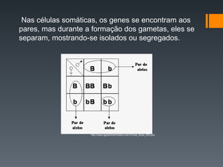 Nas células somáticas, os genes se encontram aos
pares, mas durante a formação dos gametas, eles se
separam, mostrando-se isolados ou segregados.
http://www.agostinhomonteiro.com.br/nws_dicas_030.php
 