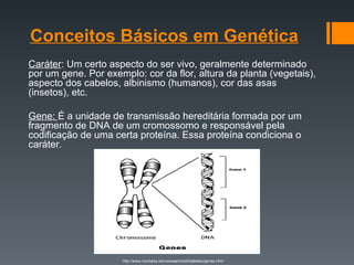 Conceitos Básicos em Genética
Caráter: Um certo aspecto do ser vivo, geralmente determinado
por um gene. Por exemplo: cor da flor, altura da planta (vegetais),
aspecto dos cabelos, albinismo (humanos), cor das asas
(insetos), etc.
Gene: É a unidade de transmissão hereditária formada por um
fragmento de DNA de um cromossomo e responsável pela
codificação de uma certa proteína. Essa proteína condiciona o
caráter.
http://www.montana.edu/wwwai/imsd/diabetes/genes.html
 