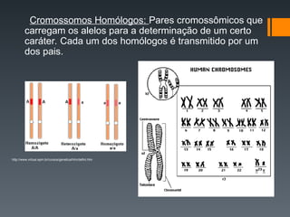 Cromossomos Homólogos: Pares cromossômicos que
carregam os alelos para a determinação de um certo
caráter. Cada um dos homólogos é transmitido por um
dos pais.
http://www.virtual.epm.br/cursos/genetica/htm/defini.htm
http://www.biologica.hpg.ig.com.br/gen_conceitos.htm
 