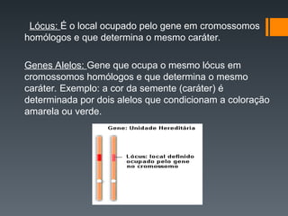 Lócus: É o local ocupado pelo gene em cromossomos
homólogos e que determina o mesmo caráter.
Genes Alelos: Gene que ocupa o mesmo lócus em
cromossomos homólogos e que determina o mesmo
caráter. Exemplo: a cor da semente (caráter) é
determinada por dois alelos que condicionam a coloração
amarela ou verde.
http://www.virtual.epm.br/cursos/genetica/htm/defini.htm
 