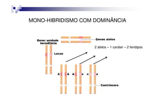 MONO-HIBRIDISMO COM DOMINÂNCIA




                    2 alelos – 1 caráter – 2 fenótpos
 