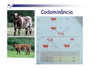 Codominância
 