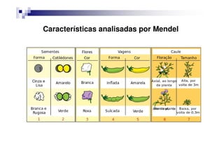 Características analisadas por Mendel
 