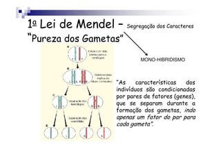 1a Lei de Mendel – Segregação dos Caracteres
“Pureza dos Gametas”
                               MONO-HIBRIDISMO



                       “As     características  dos
                       indivíduos são condicionadas
                       por pares de fatores (genes),
                       que se separam durante a
                       formação dos gametas, indo
                       apenas um fator do par para
                       cada gameta”.
 