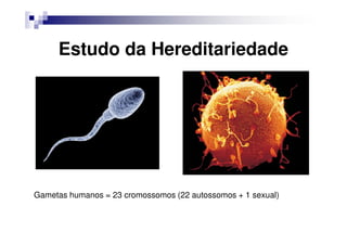 Estudo da Hereditariedade




Gametas humanos = 23 cromossomos (22 autossomos + 1 sexual)
 