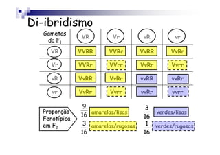 Di-ibridismo
  Gametas
               VR         Vr          vR        vr
   da F1
    VR         VVRR     VVRr         VvRR      VvRr

     Vr        VVRr      VVrr        VvRr      Vvrr

     vR        VvRR      VvRr        vvRR      vvRr

     vr        VvRr      Vvrr        vvRr      vvrr

                9                      3
  Proporção
               16 amarelas/lisas      16
                                         verdes/lisas
  Fenotípica
  em F2         3 amarelas/rugosas     1 verdes/rugosas
               16                     16
 