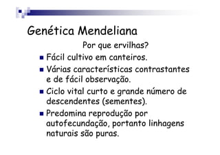 Genética Mendeliana
             Por que ervilhas?
   Fácil cultivo em canteiros.
   Várias características contrastantes
   e de fácil observação.
   Ciclo vital curto e grande número de
   descendentes (sementes).
   Predomina reprodução por
   autofecundação, portanto linhagens
   naturais são puras.
 