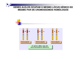 GENES ALELOS OCUPAM O MESMO LÓCUS GÊNICO DO
   MESMO PAR DE CROMOSSOMOS HOMÓLOGOS
 