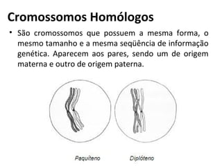 Cromossomos Homólogos
• São cromossomos que possuem a mesma forma, o
mesmo tamanho e a mesma seqüência de informação
genét...