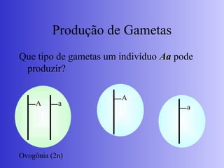 Produção de Gametas
Que tipo de gametas um indivíduo Aa
Aa pode
produzir?
A a
Ovogônia (2n)
A
a
 