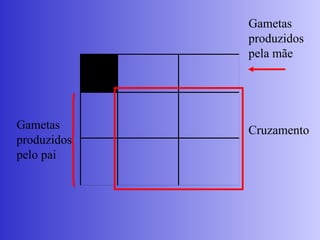 Gametas
produzidos
pelo pai
Gametas
produzidos
pela mãe
Cruzamento
 